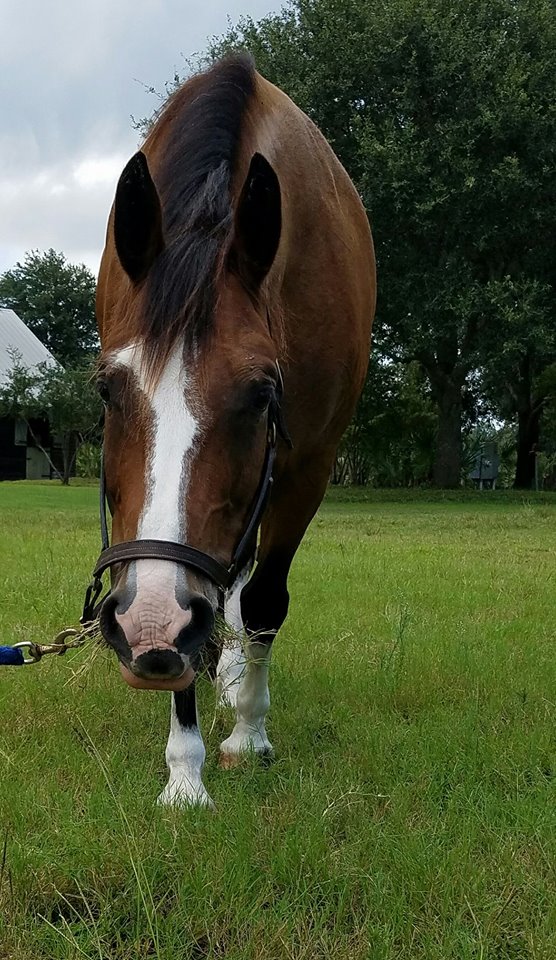 37947862_10156743660534434_5782377825667383296_n