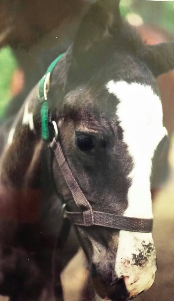 10802005_10153422604279434_4779105101974990242_n