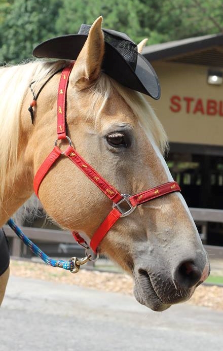 10906077_958548210822574_465856650125608005_n