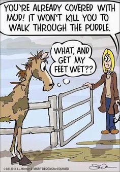 666056f1b586e9262e810f7ed382456a--funny-horses-funny-animals