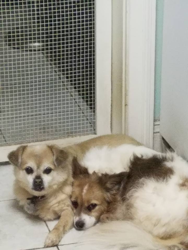 16195933_10155030021074434_7385004688387030895_n