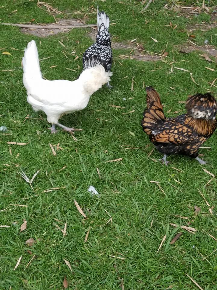 16473410_10155070712044434_3167057441591449728_n