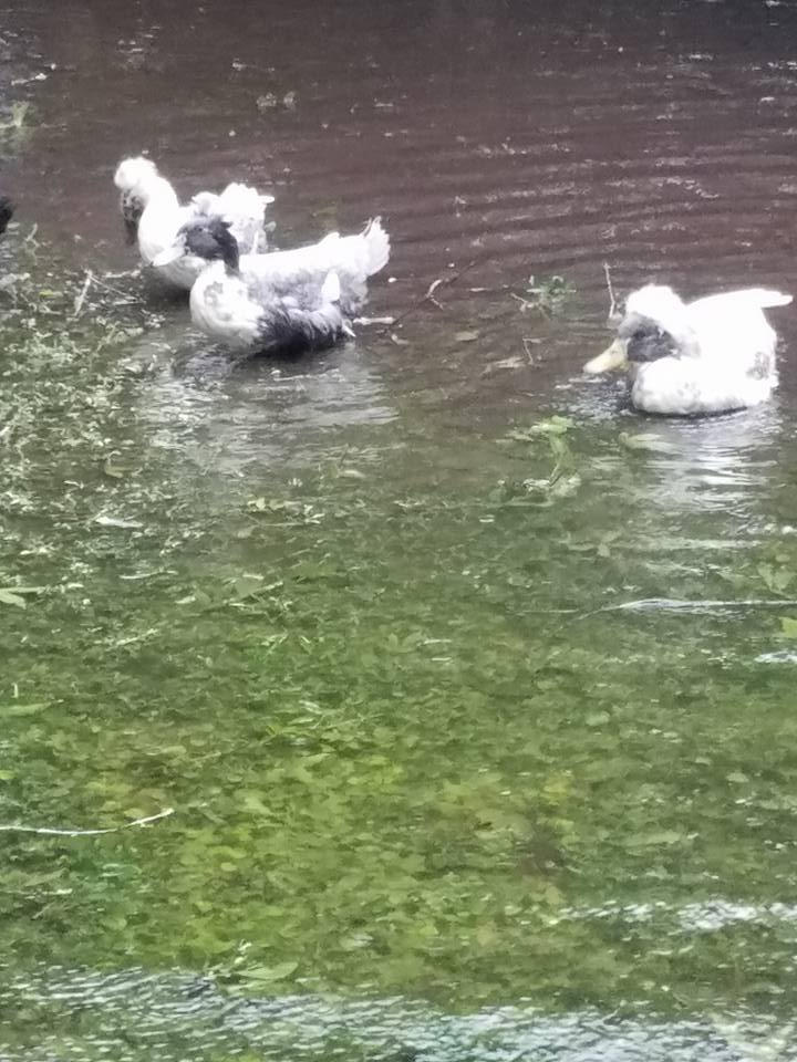 21462677_10155810467204434_7668217386918622255_n