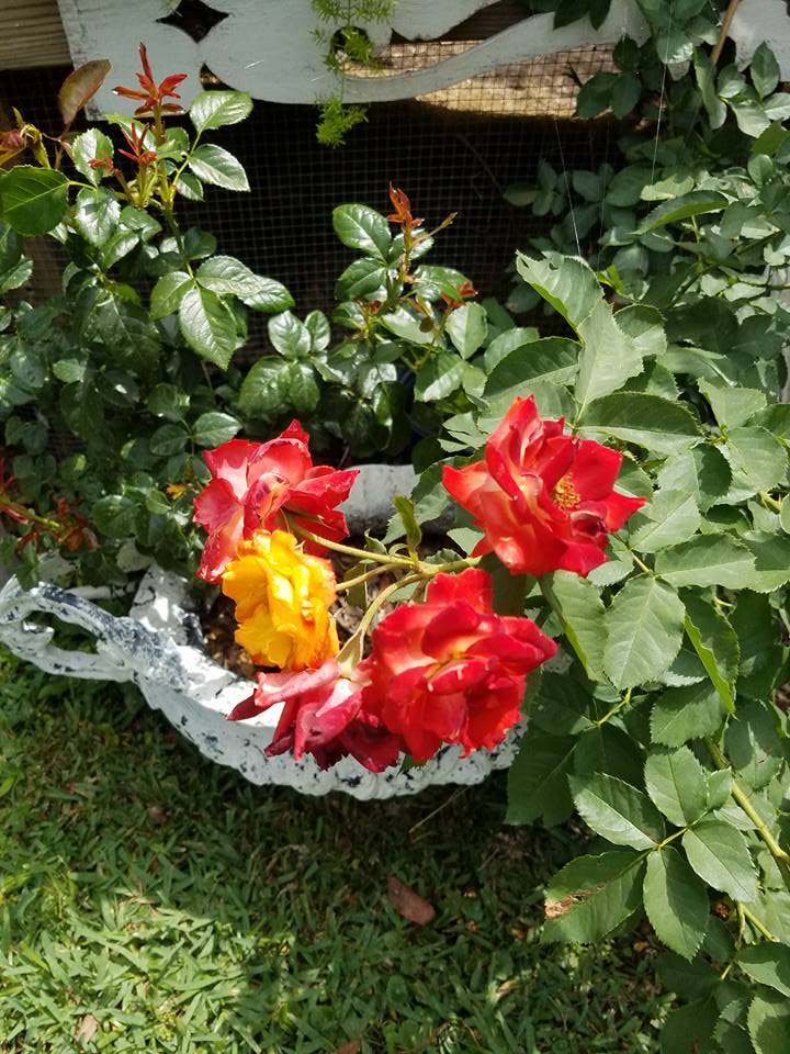 18119390_10155348504834434_2739758913440145231_n