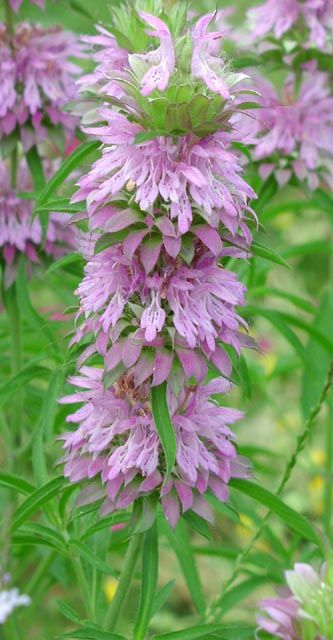 234319d32491953c0677df26cabbc8b4