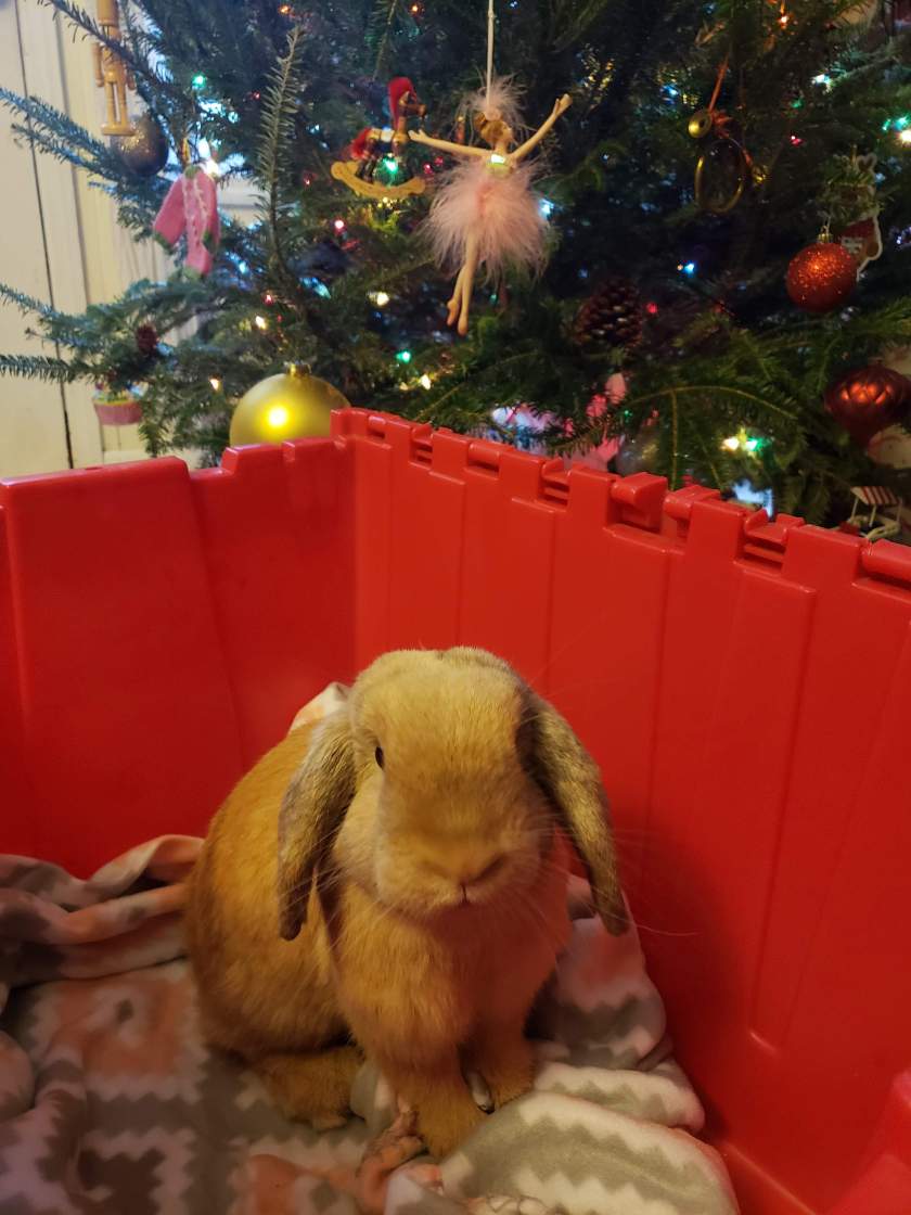 received_486974362023331